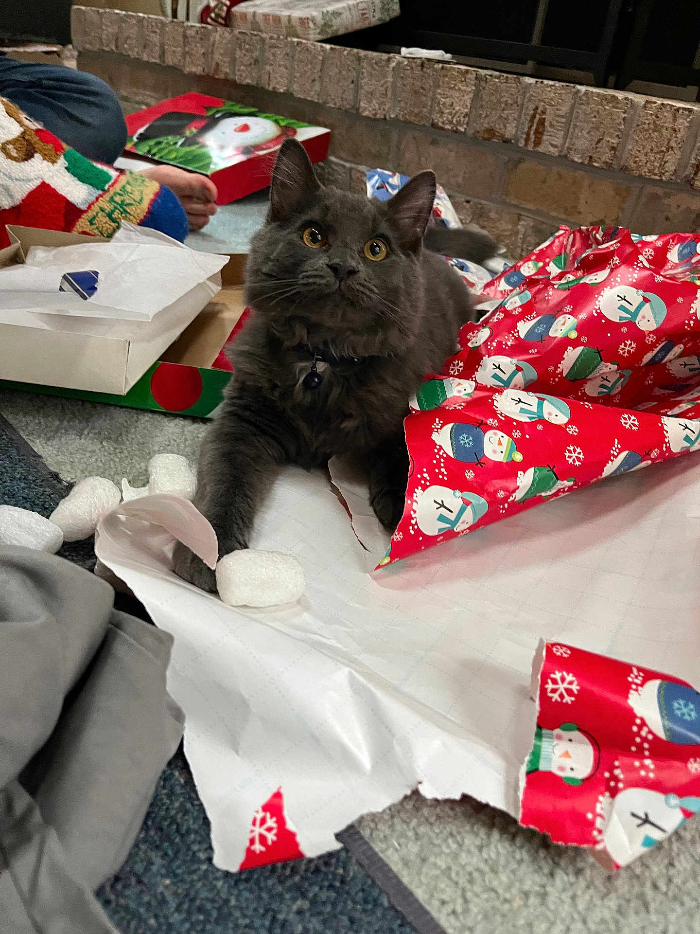 Remy joined the competition — help win amazing prizes! cat, gray_cat, pet, playing, packing_peanuts, wrapping_paper, christmas_theme, holiday, indoor, carpet, box, brick_wall, person_hand, festive, decor, curious, feline, closeup, domestic_animal, cozy
