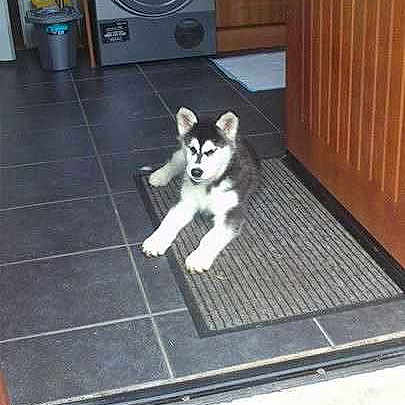 Shadow