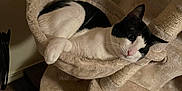 Mj. is registered to the contest to win money with this photo: animal, black_and_white, cat, cat_tree, cozy, ear, feline, flooring, furniture, hammock, home, indoor, paw_print, pet, plush, relaxed, resting, toy_car, whiskers, wood_floor