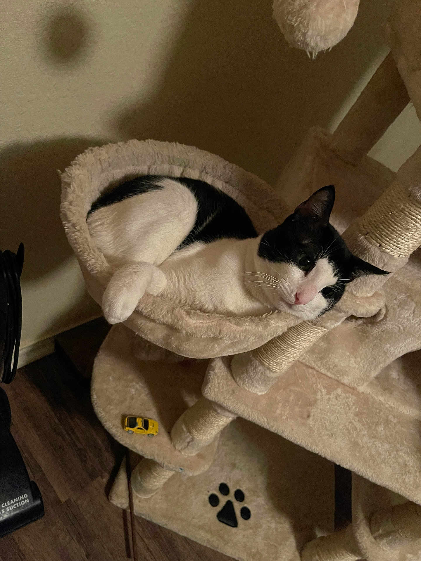 Mj. is registered to the contest to win money with this photo: cat, cat_tree, hammock, black_and_white, indoor, pet, feline, relaxed, toy_car, paw_print, plush, furniture, flooring, wood_floor, home, cozy, animal, resting, whiskers, ear
