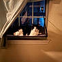 Mj. is registered to the contest to win money with this photo: cat, window, curtain, indoor, black_and_white, pet, resting, mat, wall, shadow, night, window_nook, soft_lighting, domestic, home, quiet, relaxation, animal, feline, cozy