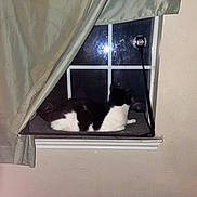 Mj. joined the competition — help win amazing prizes! cat, window, curtain, night, indoor, black_and_white_cat, pet, feline, perch, suction_cup, wall, window_pane, resting, domestic_animal, looking_out, home, flash_reflection, white_wall, animal, comfort