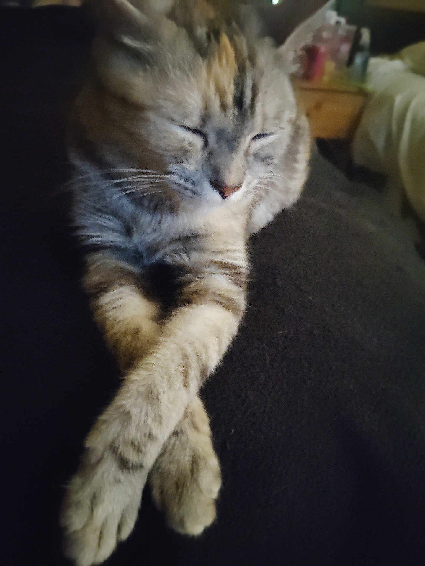 Buffy is registered to the contest to win money with this photo: cat, animal, feline, pet, resting, paws, crossed_legs, closed_eyes, indoor, bedroom, furniture, soft_light, sleeping, tabby, fur, whiskers, cozy, relaxed, domestic, cute