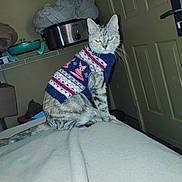 Buffy is registered to the contest to win money with this photo: cat, tabby_cat, sweater, indoor, bed, blanket, door, slow_cooker, furniture, pet, animal, knitted_clothing, serious_expression, household_items, feline, domestic_animal, resting, looking_at_camera, cozy, cluttered_background