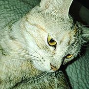 Buffy joined the competition — help win amazing prizes! cat, close_up, yellow_eyes, whiskers, fur, pet, animal, domestic_cat, portrait, curious, indoor, texture, face, mammal, feline, whisker, looking_down, soft_light, flash, detailed