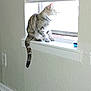 Buffy is registered to the contest to win money with this photo: cat, tabby, window, window_sill, indoor, curious, pet, animal, daylight, feline, looking_outside, white_wall, wood_floor, tail, ears, sitting, house, home, sunlight, bright