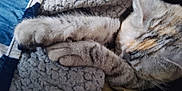 Buffy joined the competition — help win amazing prizes! cat, sleeping, paws, fur, blanket, texture, cozy, resting, animal, pet, tabby, closeup, soft, snuggled, relaxing, cute, indoor, warm, feline, curled_up