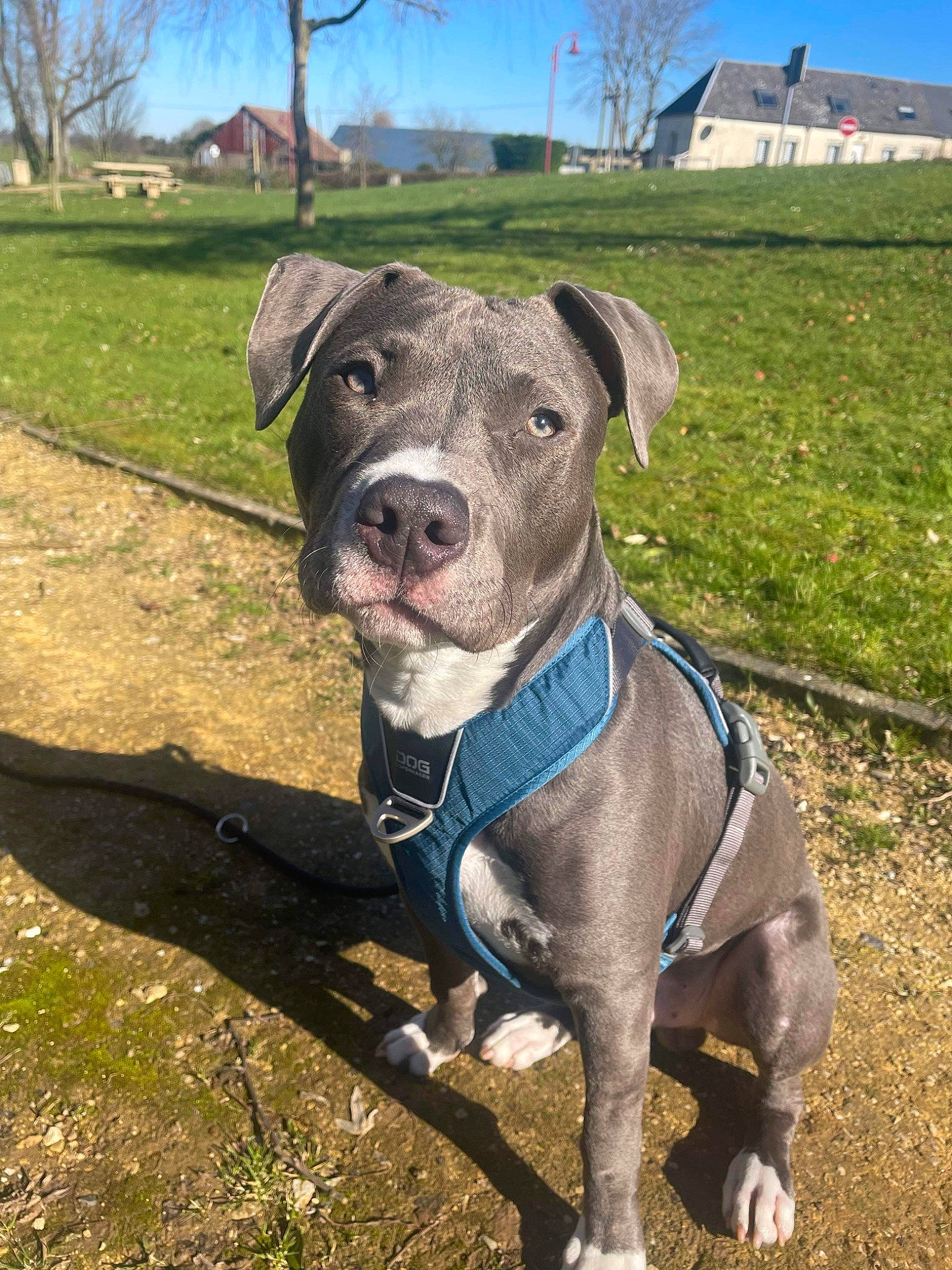 Nova a rejoint le concours — aidez-le/la à gagner de superbes lots ! building, carnivore, collar, companion_dog, dog, dog_breed, dog_collar, electric_blue, fashion_accessory, fawn, grass, pet_supply, plant, sky, snout, sporting_group, tail, terrestrial_animal, tree, working_animal