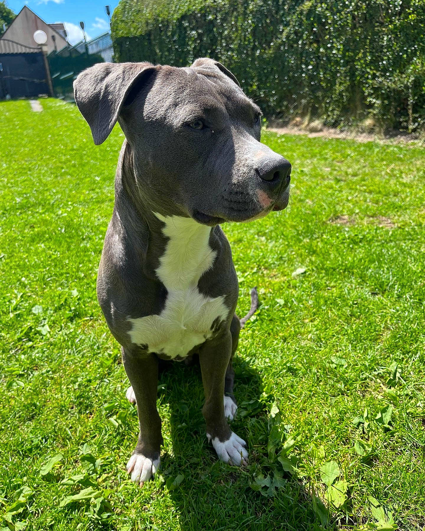 Nova a rejoint le concours — aidez-le/la à gagner de superbes lots ! canidae, carnivore, cloud, collar, companion_dog, dog, dog_breed, dog_collar, fawn, grass, grassland, green, groundcover, lawn, plant, sky, snout, sporting_group, window, working_animal