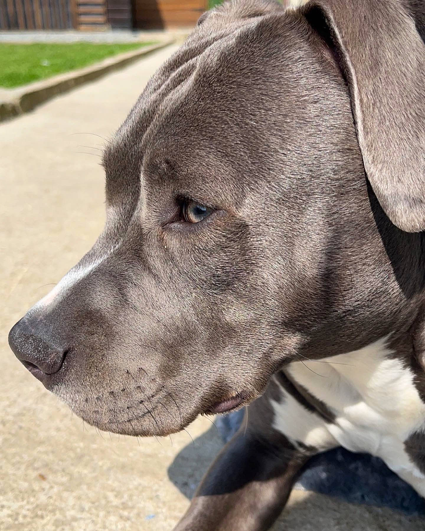 Nova a rejoint le concours — aidez-le/la à gagner de superbes lots ! canidae, carnivore, collar, companion_dog, dog, dog_breed, dog_collar, ear, fawn, fur, giant_dog_breed, grey, liver, pet_supply, snout, sporting_group, terrestrial_animal, whiskers, working_animal, working_dog