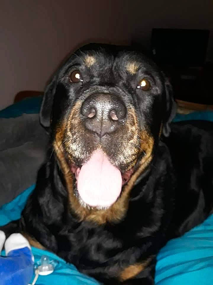 Illos a rejoint le concours — aidez-le/la à gagner de superbes lots ! canidae, carnivore, companion_dog, dog, dog_breed, fawn, mammal, molosser, rottweiler, snout, sporting_group, vertebrate, working_dog