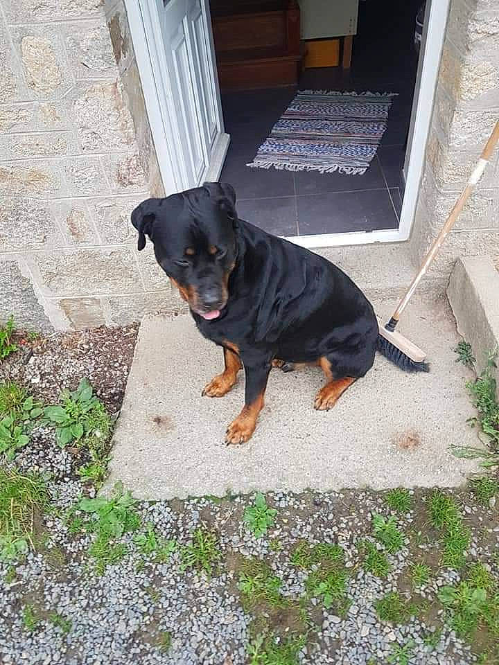 Illos participe au concours pour gagner de l'argent avec cette photo : beauceron, canidae, carlin_pinscher, carnivore, dog, dog_breed, guard_dog, huntaway, hunting_dog, jagdterrier, mammal, rottweiler, smaland_hound, transylvanian_hound, vertebrate, working_dog