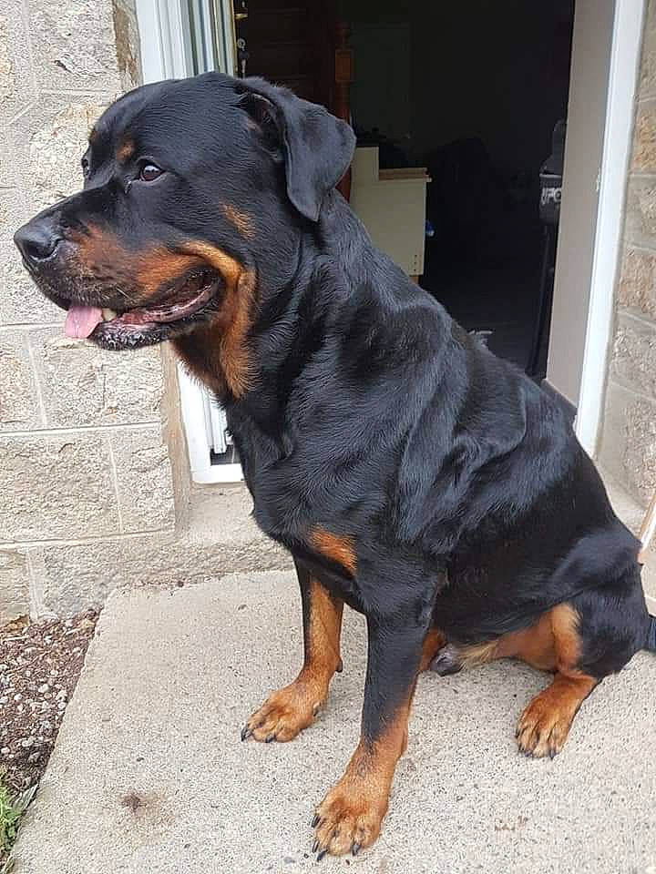 Illos participe au concours pour gagner de l'argent avec cette photo : canidae, carlin_pinscher, carnivore, companion_dog, dog, dog_breed, fawn, mammal, molosser, rare_breed_dog, rottweiler, snout, vertebrate, working_dog