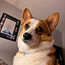 dog, corgi, pet, close_up, indoor, portrait, fur, ears, nose, whiskers, collar, animal, cute, expression, brown, white, eyes, house, wall, framed_picture