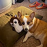brown_and_white, carpet, clothes, corgi, cozy, cute, dog, hamper, home, indoors, laundry_room, lying_down, pet, pillow, plush_toy, pointed_ears, portrait, puppy, slippers, stuffed_animal