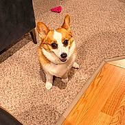 Gemma joined the competition — help win amazing prizes! dog, corgi, pet, indoor, carpet, wooden_floor, toy, chew_toy, furniture, chair, ottoman, brown, beige, happy, looking_up, small_dog, cute, animal, companion, domestic