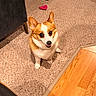 dog, corgi, pet, indoor, carpet, wooden_floor, toy, chew_toy, furniture, chair, ottoman, brown, beige, happy, looking_up, small_dog, cute, animal, companion, domestic