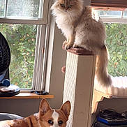 Gemma is registered to the contest to win money with this photo: animals, brown_and_white, cat, corgi, cozy, cream_colored, dog, fluffy_cat, furry, greenery, guitar_amplifier, home, indoor, lying_down, pet, portrait, scratching_post, sitting, sunlight, window