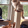 animals, brown_and_white, cat, corgi, cozy, cream_colored, dog, fluffy_cat, furry, greenery, guitar_amplifier, home, indoor, lying_down, pet, portrait, scratching_post, sitting, sunlight, window