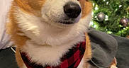 Gemma is registered to the contest to win money with this photo: animal, black_nose, christmas_tree, clothing, corgi, couch, cozy, cute, dog, ears, festive, fur, holiday_decorations, indoors, pet, plaid, portrait, sitting, warm_lighting, window_blinds