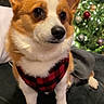 corgi, dog, pet, plaid, clothing, christmas_tree, holiday_decorations, indoors, couch, fur, ears, animal, cute, festive, window_blinds, black_nose, sitting, portrait, warm_lighting, cozy