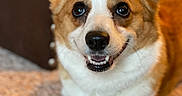 Gemma joined the competition — help win amazing prizes! dog, corgi, pet, smiling, happy, fur, animal, canine, ears, eyes, nose, mouth, tongue, carpet, indoor, closeup, cute, friendly, laying, portrait