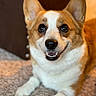dog, corgi, pet, smiling, happy, fur, animal, canine, ears, eyes, nose, mouth, tongue, carpet, indoor, closeup, cute, friendly, laying, portrait