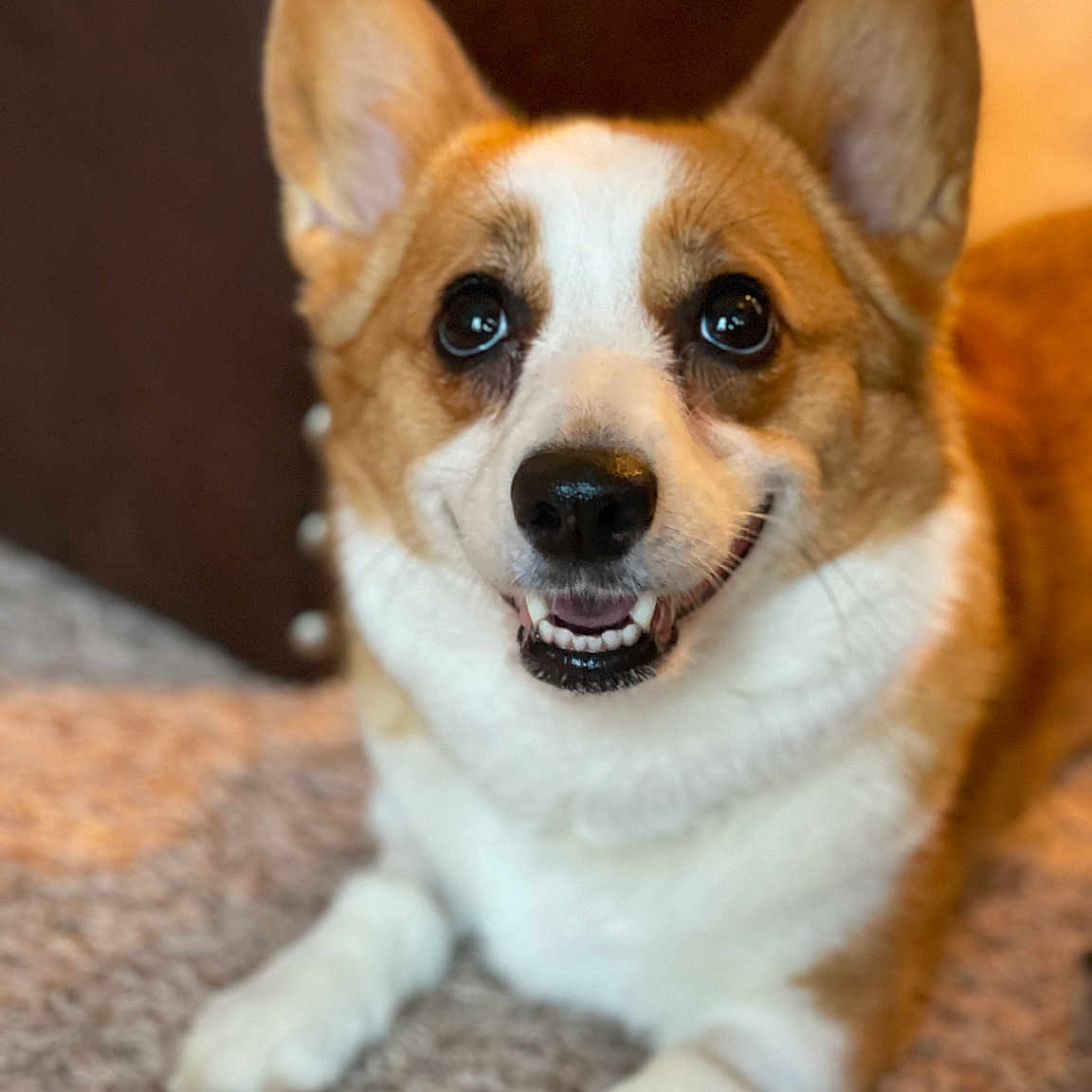 Gemma