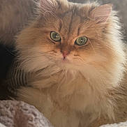 Winston joined the competition — help win amazing prizes! cat, fluffy, green_eyes, pet, feline, closeup, portrait, cozy, blanket, soft, indoor, cute, animal, fur, whiskers, relaxed, warm_light, domestic_cat, sleepy, comfortable