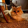 Winston is registered to the contest to win money with this photo: cat, fluffy, indoor, carpet, furniture, golden_color, pet, animal, cozy, home, relaxing, large_eyes, soft_fur, domestic, mammal, cute, laying_down, warm_lighting, close_up, floor