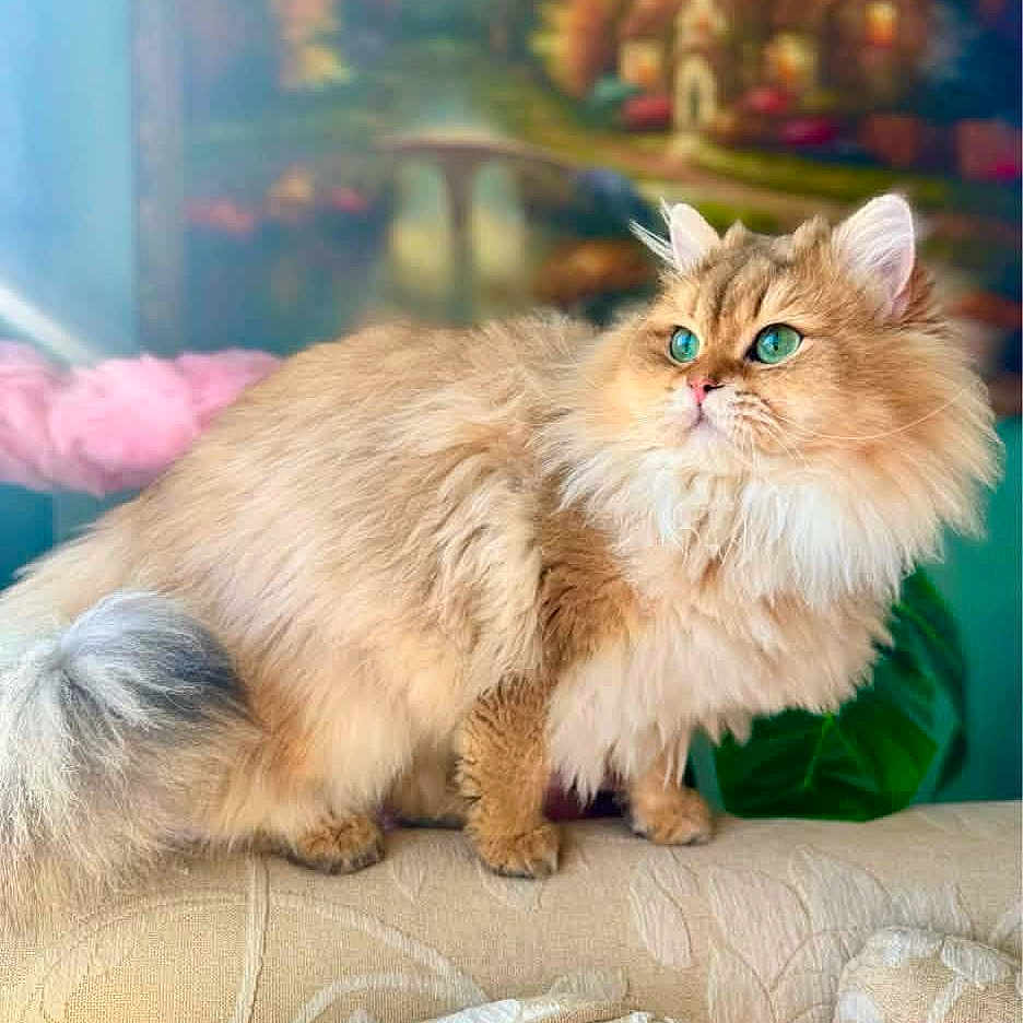 Winston joined the competition — help win amazing prizes! cat, fluffy, golden, turquoise_eyes, couch, indoor, pet, animal, feline, portrait, decor, home, plant, blurred_background, curious, sitting, furry, whiskers, ears, soft_light