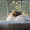Winston is registered to the contest to win money with this photo: cat, fluffy, window, sunlight, bed, indoor, cozy, feline, curious, resting, pet, soft, wooden_shelf, nature_outside, greenery, quiet, daylight, relaxed, animal, domestic