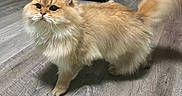 Winston is registered to the contest to win money with this photo: cat, fluffy, golden, pet, indoor, floor, kitchen, tail, walking, curious, animal, mammal, fur, whiskers, domestic, cute, household, feline, portrait, motion_blur