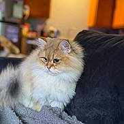 Winston joined the competition — help win amazing prizes! animal, blanket, cat, couch, cozy, feline, fluffy_cat, front_view, golden_fur, green_eyes, home, indoors, kitchen, long_hair, pet, photography, portrait, sitting, warm_lighting, white_fur