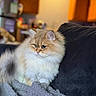 animal, blanket, cat, couch, cozy, feline, fluffy_cat, front_view, golden_fur, green_eyes, home, indoors, kitchen, long_hair, pet, photography, portrait, sitting, warm_lighting, white_fur