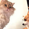 Winston is registered to the contest to win money with this photo: animal_companions, canine, cat, close_up, collar, dog, feline, fluffy, funny_pose, fur, indoors, long_hair, persian_cat, person, pet, pointy_ears, portrait, smiling, whiskers, white_background