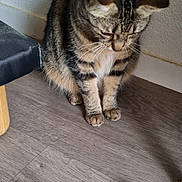 Malice a rejoint le concours — aidez-le/la à gagner de superbes lots ! animal, bird, cat, coexistence, curious, ears, feathers, feline, floor, home, indoor, paw, pet, quiet, shadow, small_bird, tabby_cat, watching, whiskers, wooden_floor