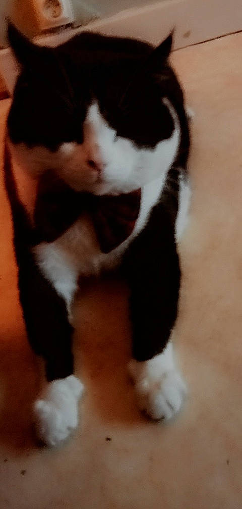 Pablo participe au concours pour gagner de l'argent avec cette photo : canidae, carnivore, cat, claw, domestic_short_haired_cat, fawn, felidae, flooring, foot, fur, hardwood, human_leg, paw, small_to_medium_sized_cats, snout, tail, terrestrial_animal, whiskers, wood