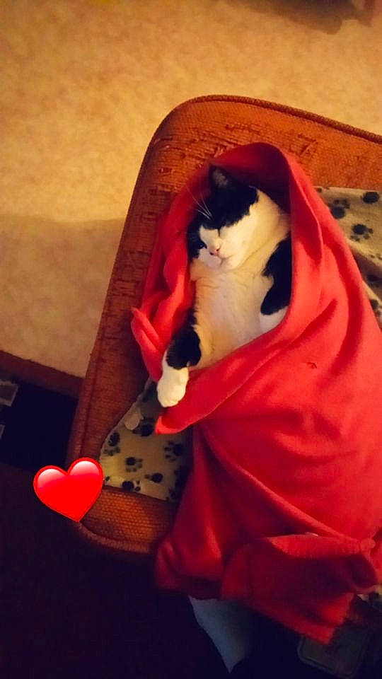 Pablo participe au concours pour gagner de l'argent avec cette photo : canidae, carmine, carnivore, cat, comfort, companion_dog, felidae, flooring, foot, formal_wear, fur, human_leg, lap, sitting, small_to_medium_sized_cats, tail, thigh, toy, whiskers, wood