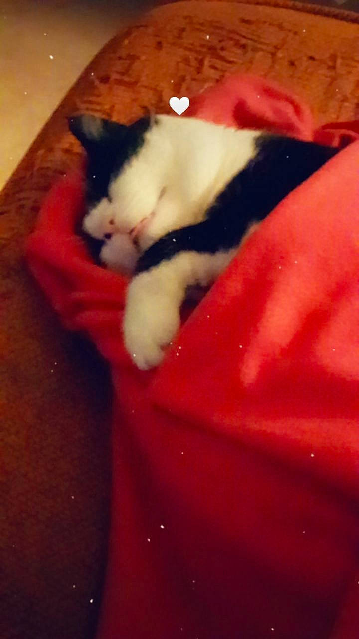 Pablo participe au concours pour gagner de l'argent avec cette photo : carmine, carnivore, cat, cloud, comfort_food, cuisine, felidae, flesh, fur, human_body, human_leg, jaw, leg, love, sky, small_to_medium_sized_cats, sweetness, tail, tints_and_shades, whiskers