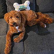 Andy is registered to the contest to win money with this photo: dog, goldendoodle, poodle, couch, gray_sofa, birthday_toy, bone_shaped_pillow, curly_fur, brown_fur, white_chest, paw, tail, indoor, pet, sitting, looking_up, adorable, nose, eyes, plush_toy