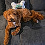 dog, goldendoodle, poodle, couch, gray_sofa, birthday_toy, bone_shaped_pillow, curly_fur, brown_fur, white_chest, paw, tail, indoor, pet, sitting, looking_up, adorable, nose, eyes, plush_toy