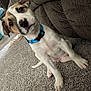 puppy, dog, blue_collar, carpet, brown_couch, indoor, pet, cute, young_dog, canine, sitting, floor, fur, ears, nose, whiskers, tail, domestic_animal, companion, friendly
