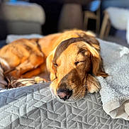 Miss Nana is registered to the contest to win money with this photo: animal, bed, blanket, canine, closeup, comfort, cozy, dog, domestic_animal, fur, golden_retriever, indoor, nap, pet, relaxation, resting, sleeping, sunlight, texture, warm_light