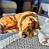 animal, bed, blanket, canine, closeup, comfort, cozy, dog, domestic_animal, fur, golden_retriever, indoor, nap, pet, relaxation, resting, sleeping, sunlight, texture, warm_light