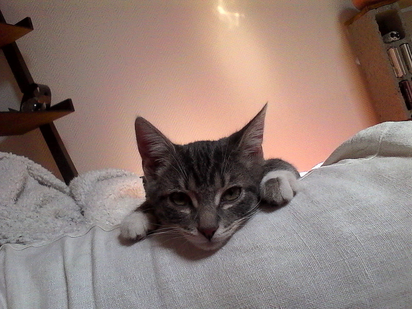 Mala participe au concours pour gagner de l'argent avec cette photo : asian, carnivore, cat, domestic_short_haired_cat, dragon_li, european_shorthair, felidae, fur, kitten, oriental_longhair, small_to_medium_sized_cats, tabby_cat, whiskers