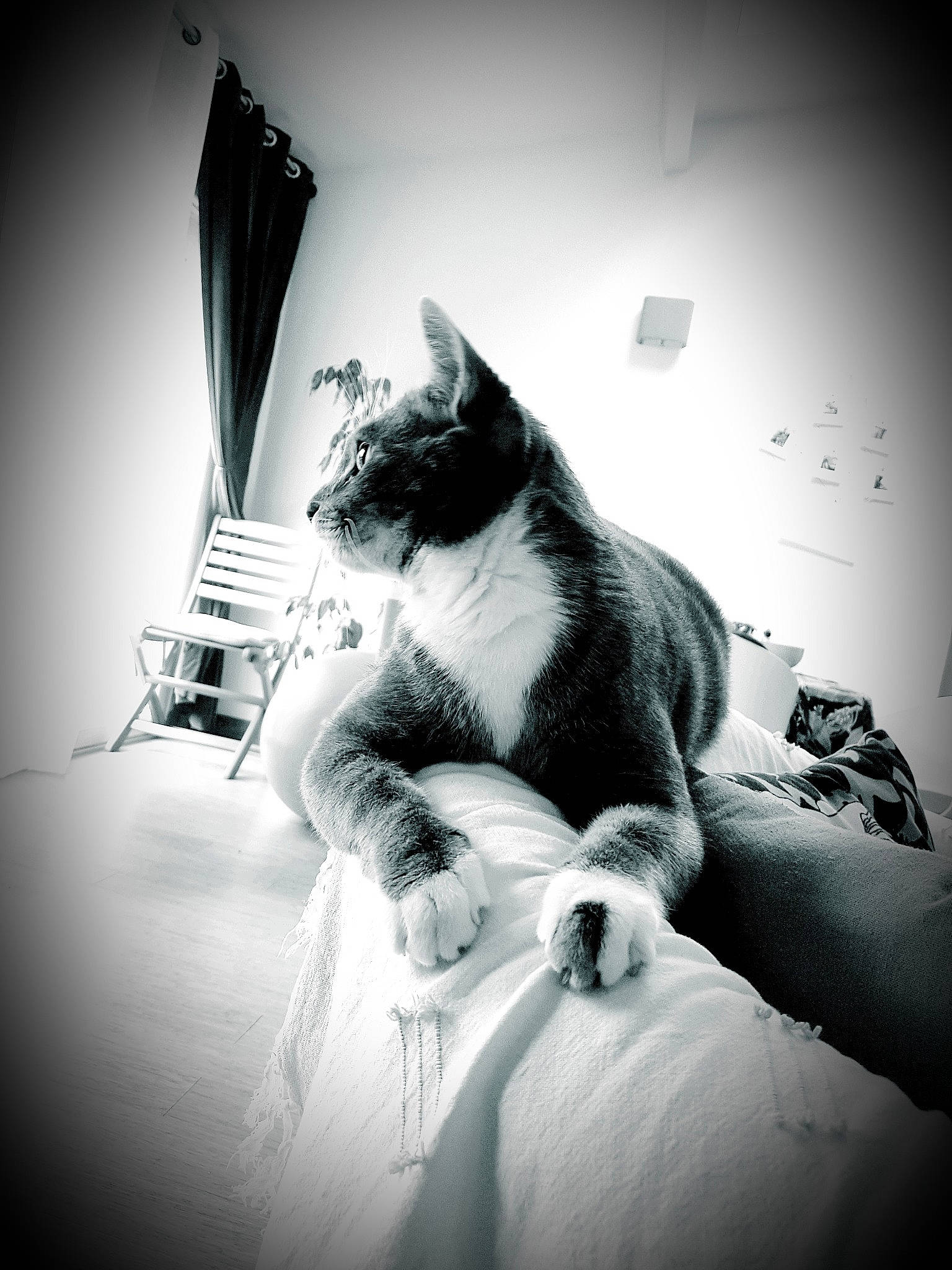 Mala participe au concours pour gagner de l'argent avec cette photo : black, black_and_white, black_cat, carnivore, cat, eye, felidae, kitten, leg, monochrome, monochrome_photography, photography, sitting, small_to_medium_sized_cats, snout, stock_photography, style, tail, whiskers, white