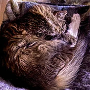 Baby is registered to the contest to win money with this photo: animal, blanket, cat, closeup, comfortable, cozy, cute, feline, fluffy, fur, home, indoor, pet, quiet, relaxing, resting, sleeping, soft, tabby, warm