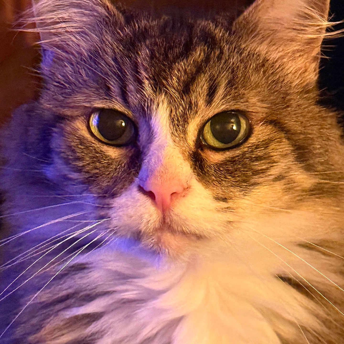 Baby joined the competition — help win amazing prizes! animal, cat, close_up, cozy, curious, ears, eyes, face, feline, fluffy, indoor, long_hair, pet, pink_nose, portrait, purple_light, soft_lighting, tabby, warm_colors, whiskers