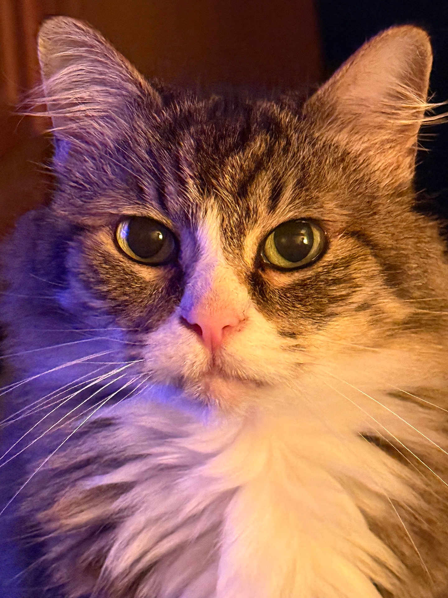 Baby joined the competition — help win amazing prizes! animal, cat, close_up, cozy, curious, ears, eyes, face, feline, fluffy, indoor, long_hair, pet, pink_nose, portrait, purple_light, soft_lighting, tabby, warm_colors, whiskers
